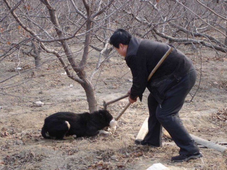 都说黑狗辟邪镇宅为什么养的人却很少这5点原因很心酸