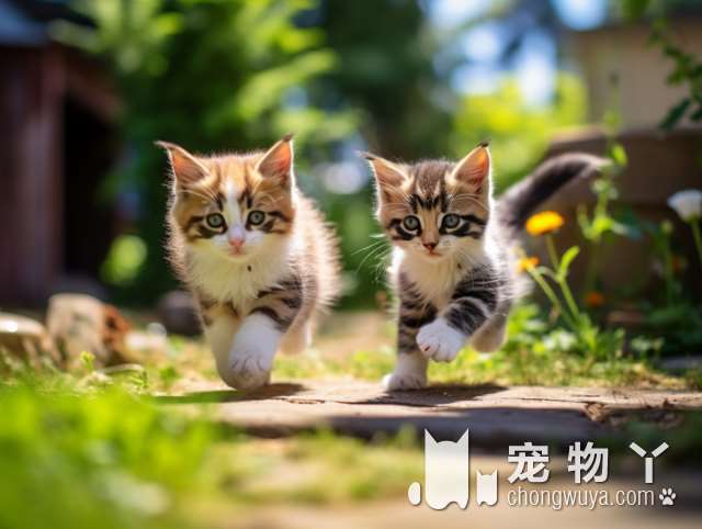 广州尚宠小镇：有没有见过可爱的猫猫和特别的羊驼？